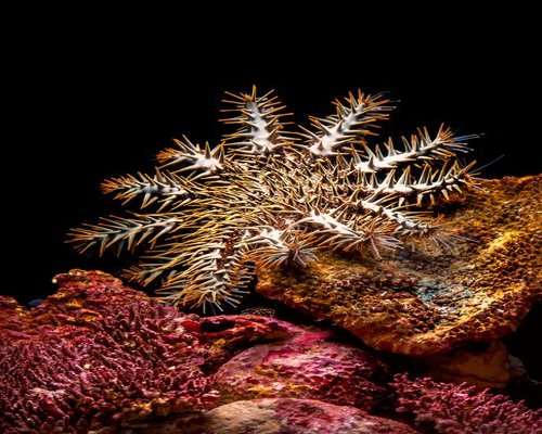 Smartphone showing the fictional Coral Crown Current ocean challenge