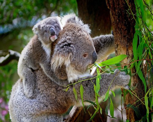 Preview of the fictional Koala Turbo Trail arcade adventure