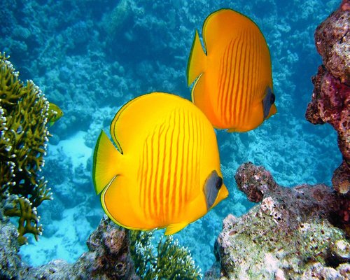 Colourful reef current in the fictional Coral Crown Current mobile game